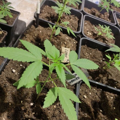 Crecimiento growlog photo: Tropicana cookies