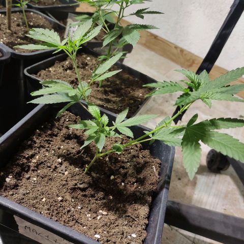 Crecimiento growlog timeline photo