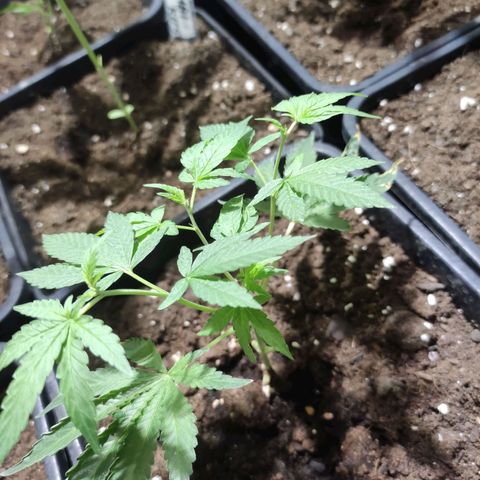 Crecimiento growlog photo: Zkytels