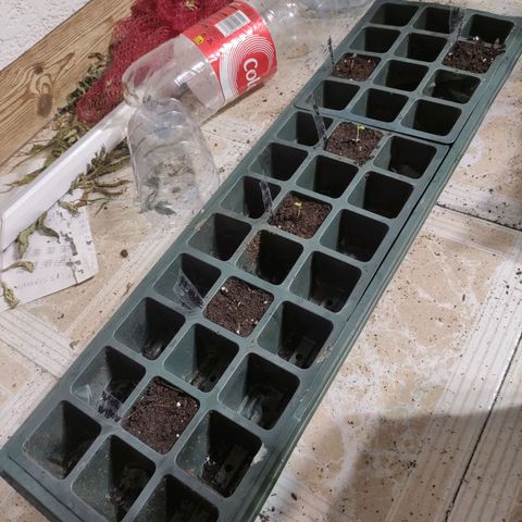 Germinacion growlog timeline photo