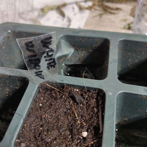 Germinacion growlog timeline photo