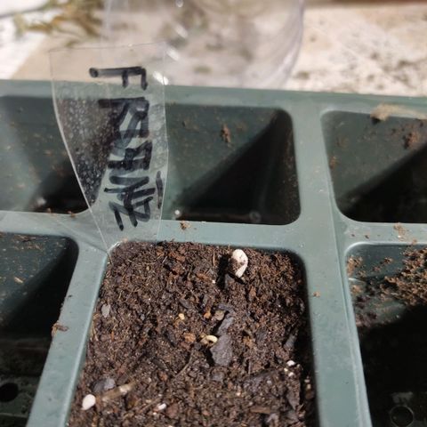 Germinacion growlog timeline photo