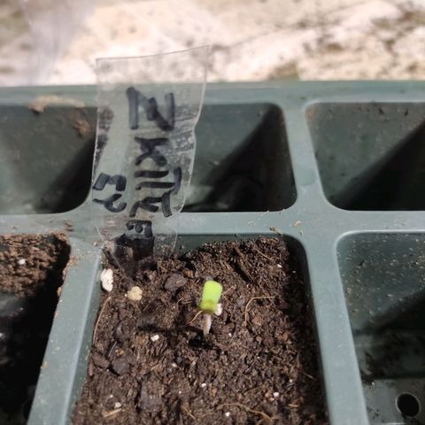 Germinacion growlog timeline photo
