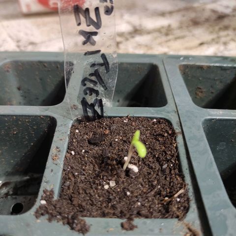 Germinacion growlog timeline photo