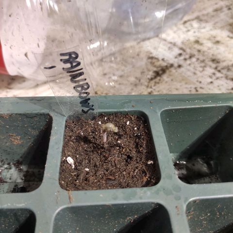 Germinacion growlog timeline photo