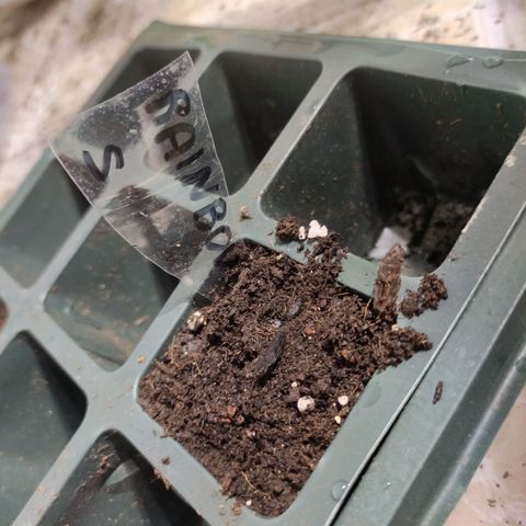 Germinacion growlog timeline photo