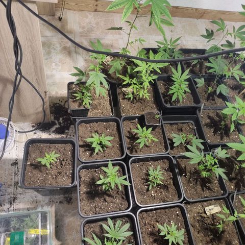 Crecimiento growlog timeline photo