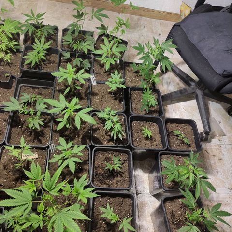 Crecimiento growlog timeline photo