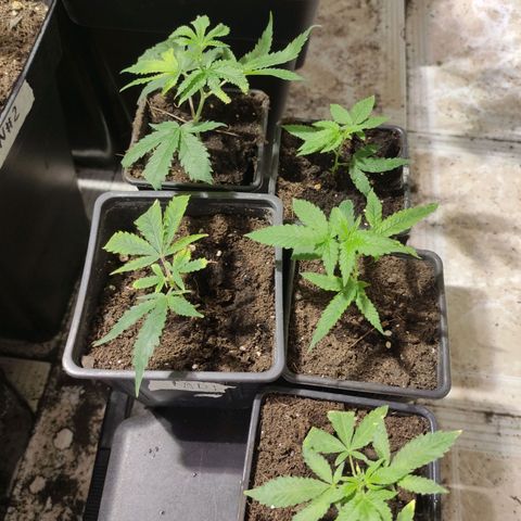 Crecimiento growlog timeline photo