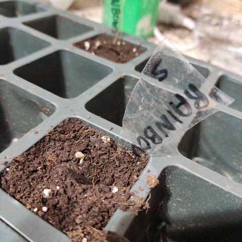 Germinacion growlog photo: Rainbow2