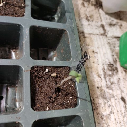 Germinacion growlog photo: Rainbow2