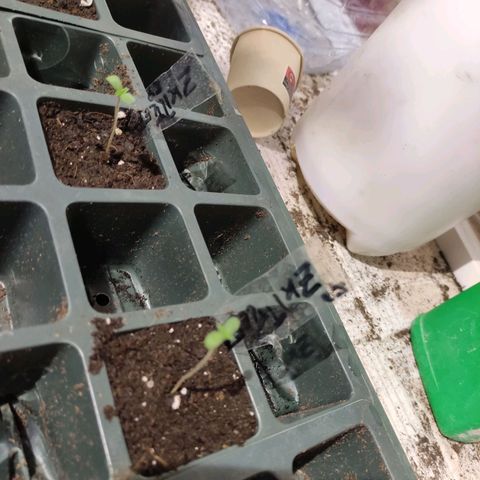 Germinacion growlog photo: Zkitelz1y2
