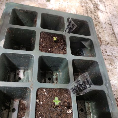 Germinacion growlog photo: Fruntz y wite widow