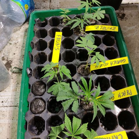 Germinacion growlog timeline photo