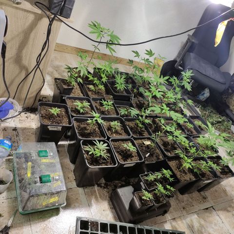 Crecimiento growlog timeline photo