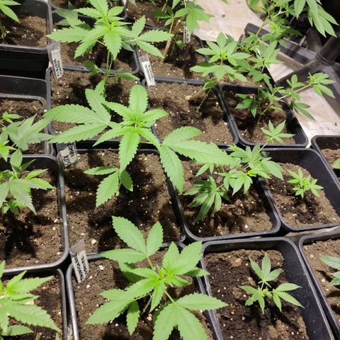 Crecimiento growlog timeline photo