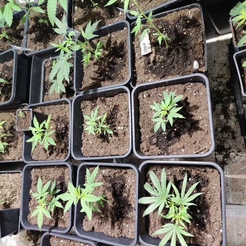 Crecimiento growlog timeline photo