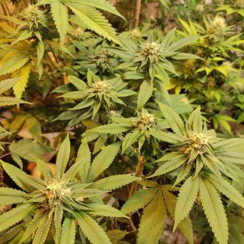 Floracion growlog photo: Face off