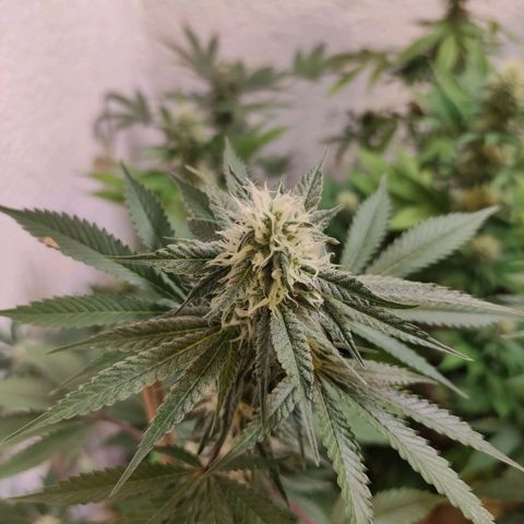 Floracion growlog photo: Lemon