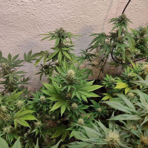 Floracion growlog photo: Mac 1