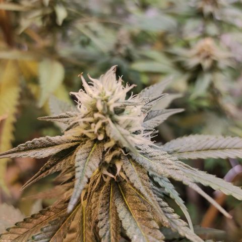 Floracion growlog photo: Lemon