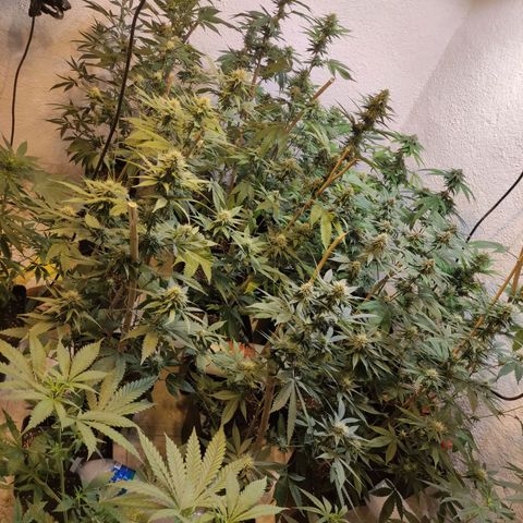 Floracion growlog timeline photo