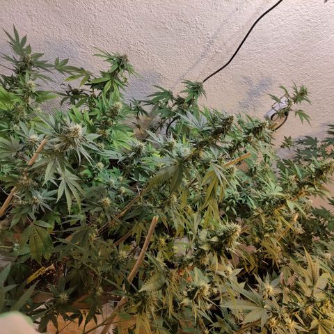 Floracion growlog timeline photo