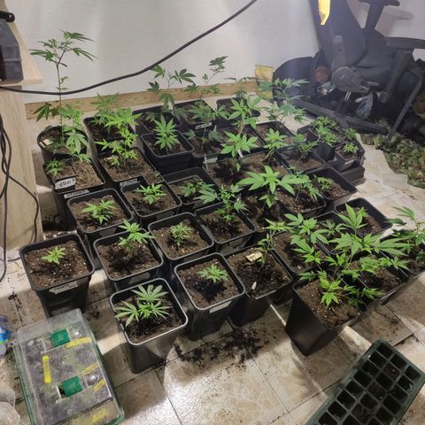 Crecimiento growlog timeline photo