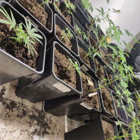 Crecimiento growlog timeline photo