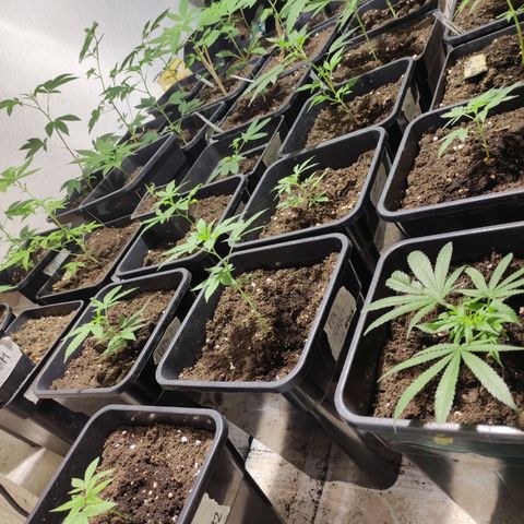 Crecimiento growlog timeline photo