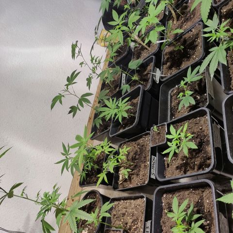 Crecimiento growlog timeline photo