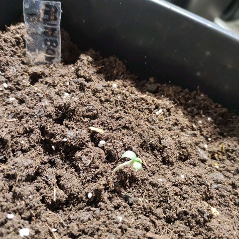 Germinacion growlog photo: Rainbow1