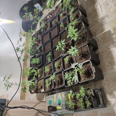 Crecimiento growlog timeline photo