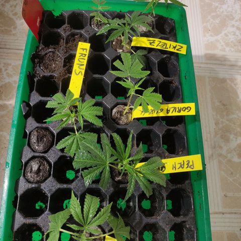 Germinacion growlog photo: Puly