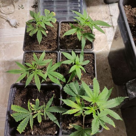 Crecimiento growlog timeline photo