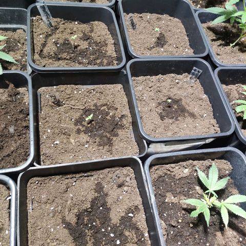 Crecimiento growlog timeline photo