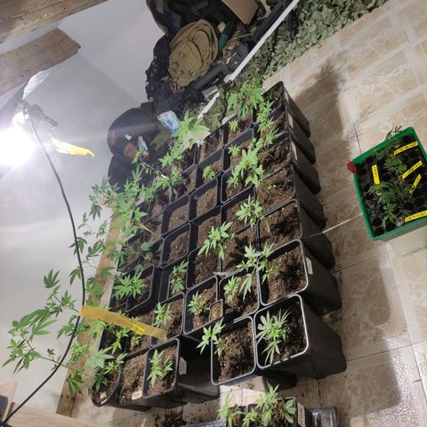 Crecimiento growlog timeline photo