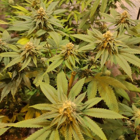Floracion growlog timeline photo