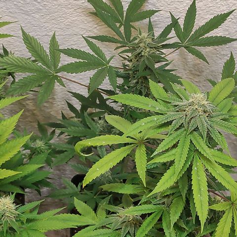 Floracion growlog timeline photo