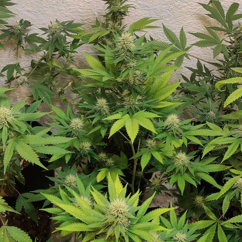Floracion growlog timeline photo