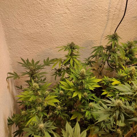 Floracion growlog timeline photo