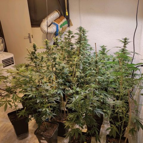 Floracion growlog timeline photo
