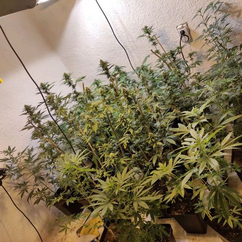 Floracion growlog timeline photo