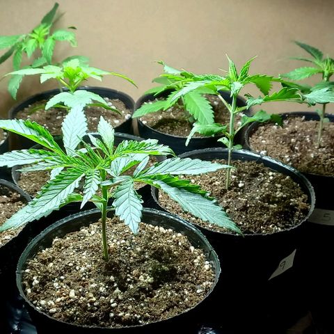 Despink #1 growlog timeline photo