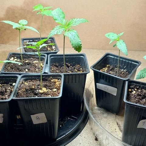 Despink #1 growlog timeline photo