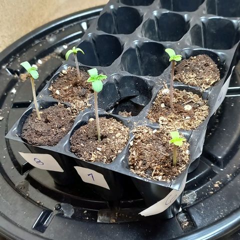 Despink #1 growlog timeline photo