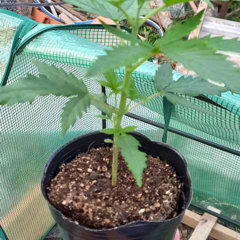 Despink #1 growlog timeline photo