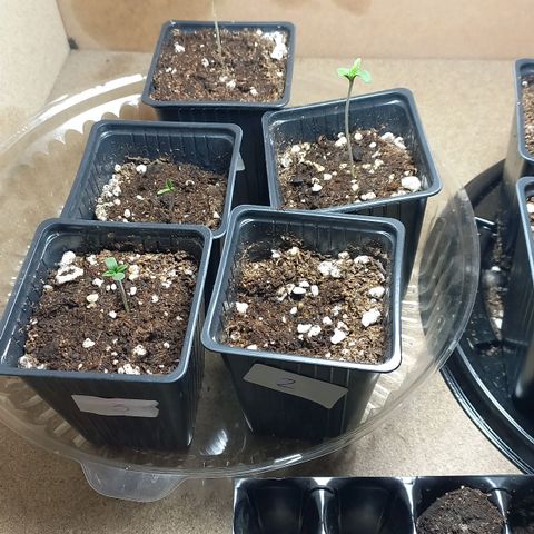 Despink #1 growlog timeline photo