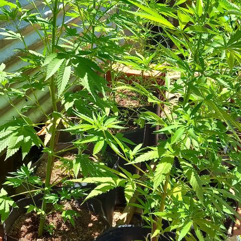 Despink #1 growlog timeline photo