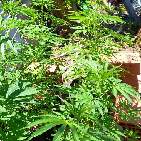 Despink #1 growlog timeline photo